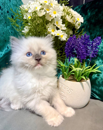 Pure-breed Ragdoll kittens