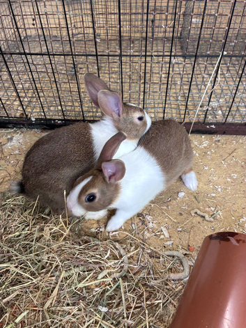 Baby Dutch Rabbits &pound;15