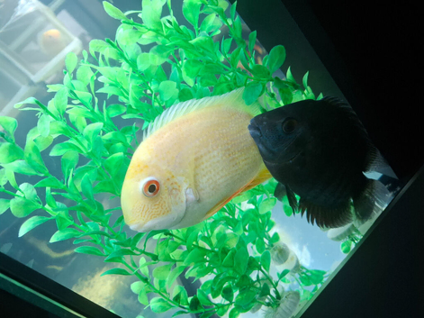 Red spotted gold severums