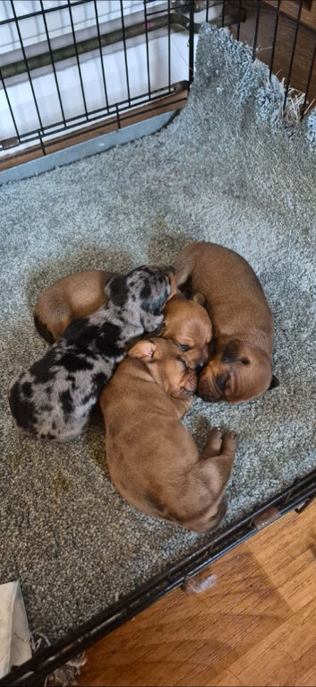 2 boy 1 girl short haired minature dachshund puppies