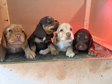 3 gorgeous cocker spaniel boys