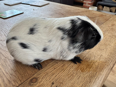 Beautiful baby Guinea Pigs