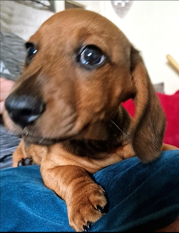 Miniature dachshund  1 male