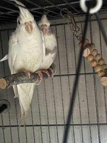 Looking for a baby Cocketail