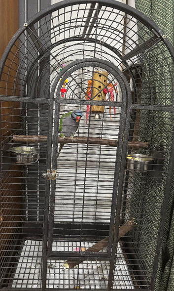 Lord Derbyan Male With Large Cage