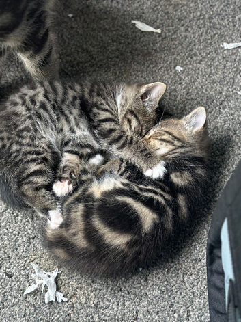 2 beautiful kittens ready to go on the 19th August