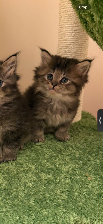 Gorgeous Male British Longhair Kitten