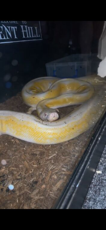 Few different reptiles for sale