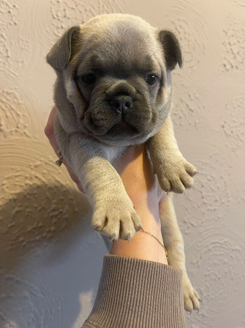 Beautiful girl available