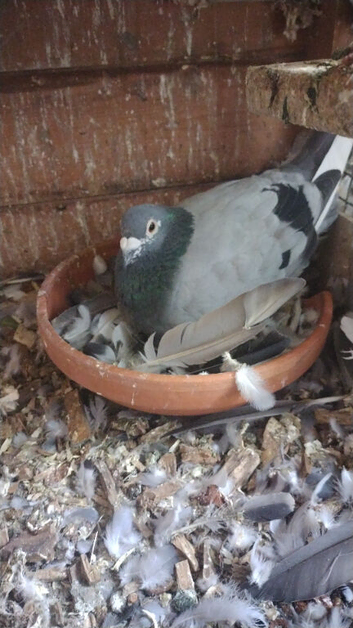 Young racing pigeons