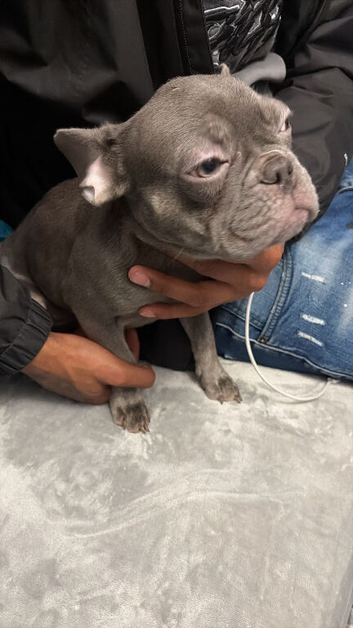 Female frenchy
