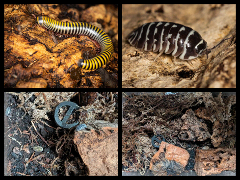 Mixed Miliped and Isopod Colonies with enclosures