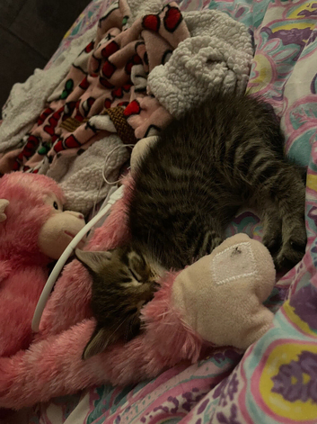 7 week kitten ready to be taken 28th