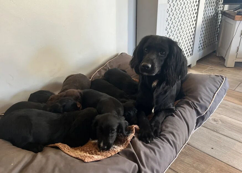 cockers looking for their forever homes