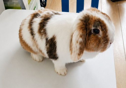 1 year old Mini lop female