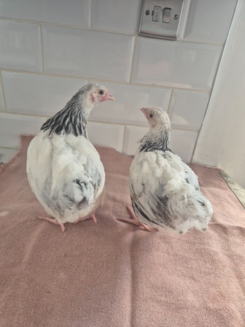 Light sussex batams pullets