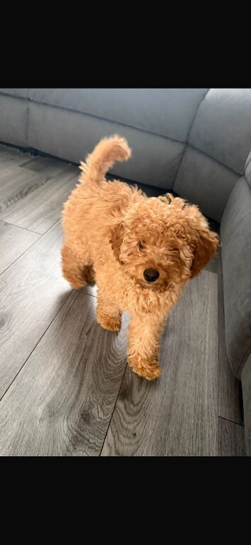 15 week cockapoo little girl fb1