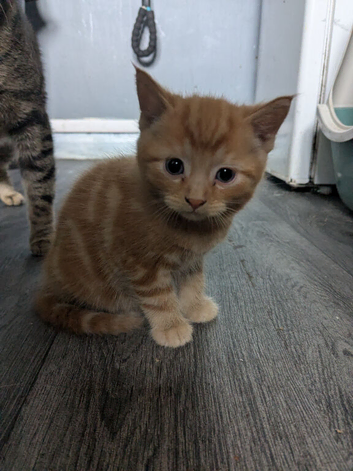 2 playful loving kittens