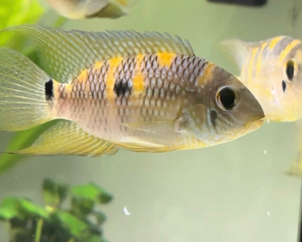 American Cichlids