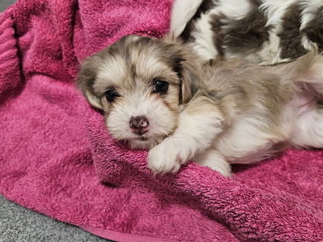 Bichon frise x Jack russell
