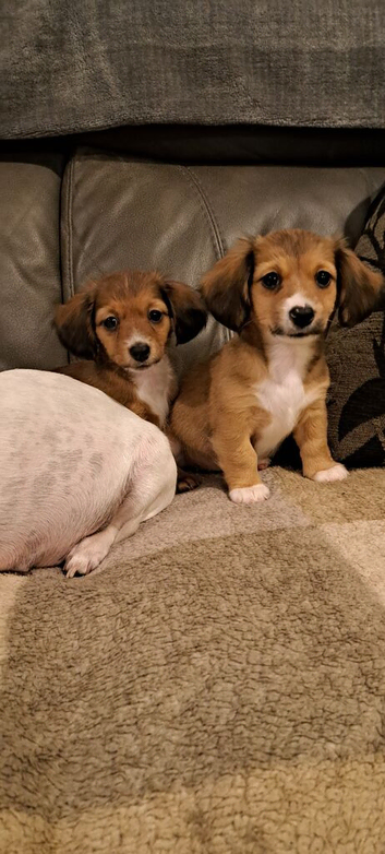 Jackchi x dachshund puppies