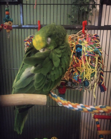 Yellow-Crowned Amazon Parrot Seeking an Experienced New Home