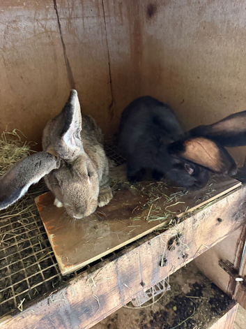 Rabbit