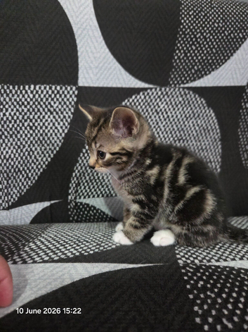 Kittens for sale