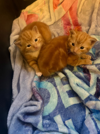 2 rare female Full ginger kittens with beautiful markings