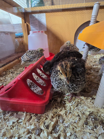 Baby quail jumbo and Japanese