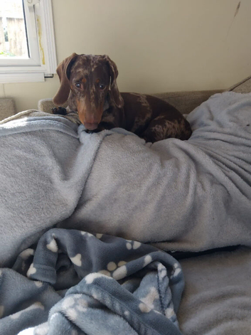 2 year old male benny