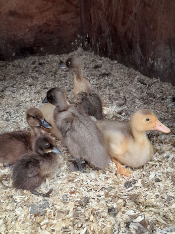 Indian runner ducks