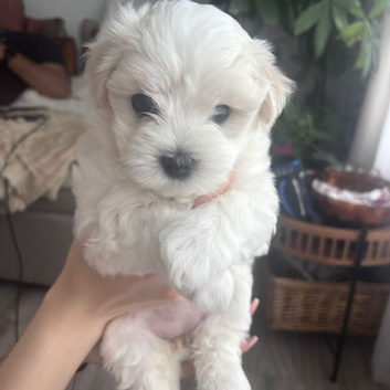 Maltese