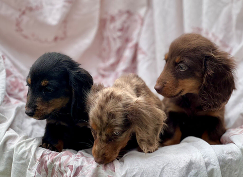 Miniature Long haired Dachshund puppies