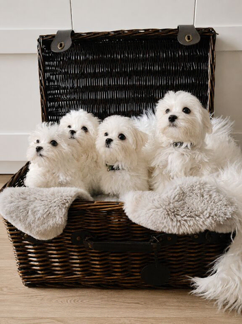 Gorgeous Maltese puppies looking for new homes, 1 boy and 1 girl
