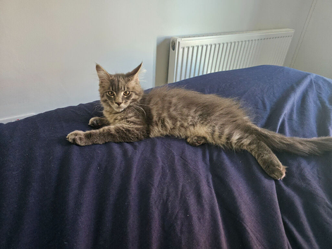 MAINE COON SILVER BLUE TABBY KITTEN BOY FOR SALE