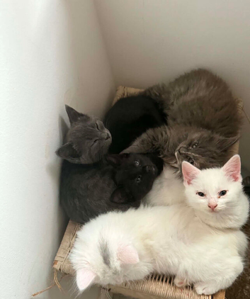 Kittens for sale