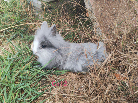 Doubleane lionheads rabbits
