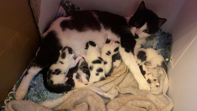 I have 6 beautiful kittens ready for a new home