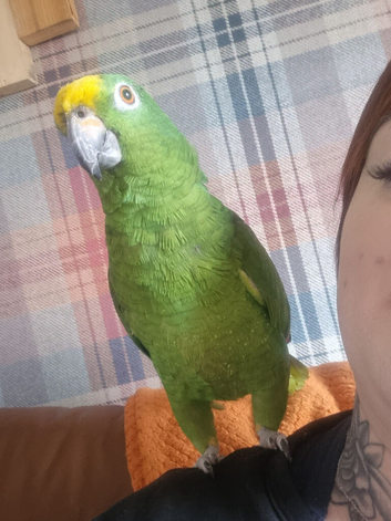 Yellow crested amazon parrot for sale