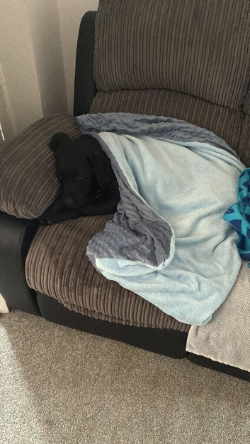 7 month old Labrador