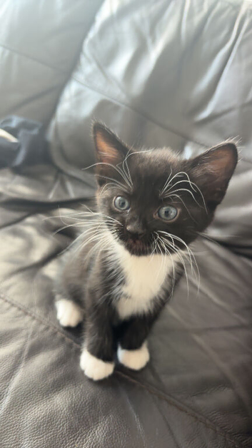 Two black and white kittens