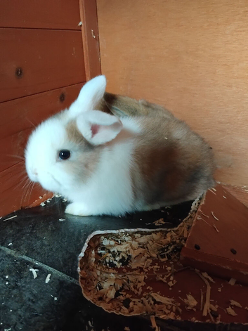 4 beautiful baby lops