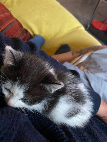 Kitten for rehome