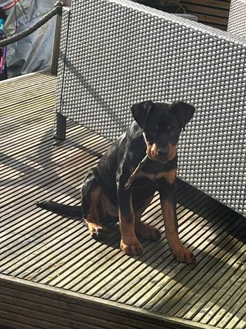 4 month old female Rottweiler
