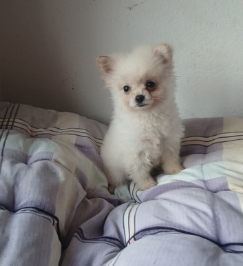Teacup pomchi/ and chihuahua