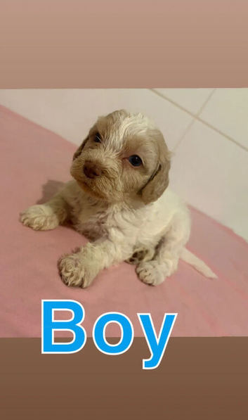 Beautiful Cockapoo Puppies