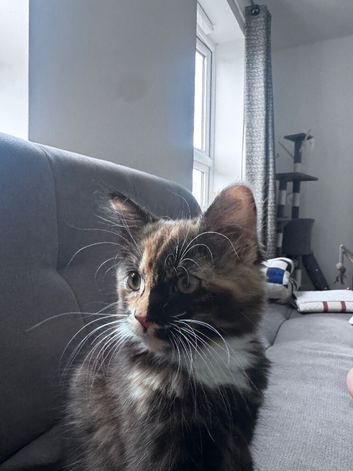 Girl kitten need her rehoused asap