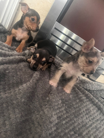 Jack russle x yorkie