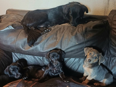 Adorable Markiejack puppies searching for their new forever homes